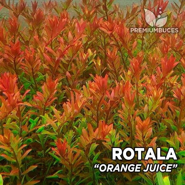 Rotala orange juice BUKET