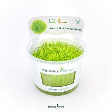 Dennerle Plants - Utricularia graminifolia PLANTIT! In Vitro Cup