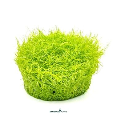 Dennerle Plants - Utricularia graminifolia PLANTIT! In Vitro Cup