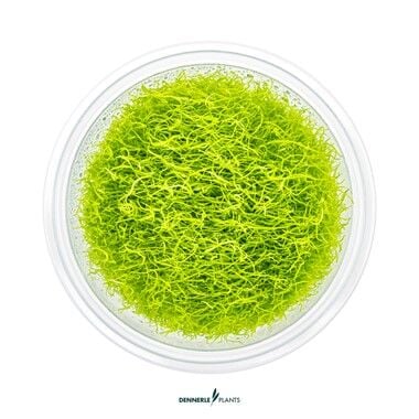 Dennerle Plants - Utricularia graminifolia PLANTIT! In Vitro Cup