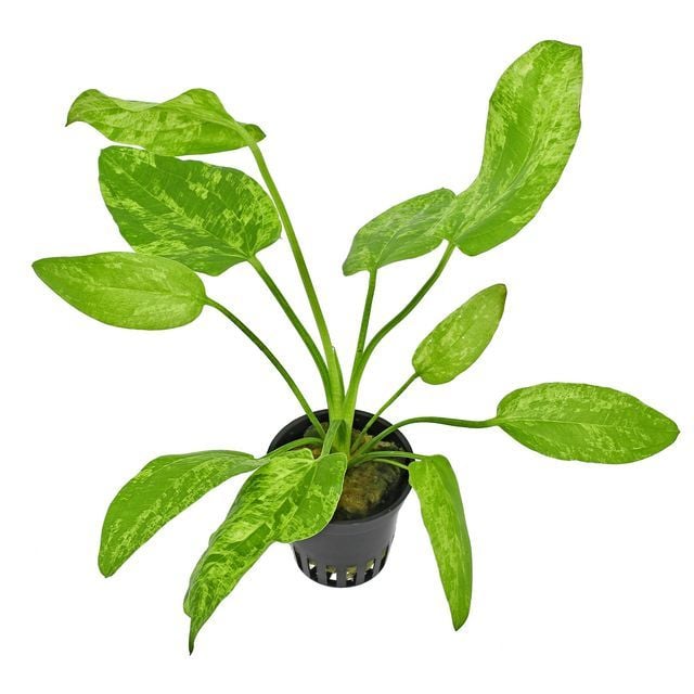 Echinodorus cordifolius marble queen BUKET