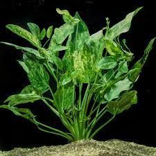 Echinodorus cordifolius marble queen İTHAL BUKET
