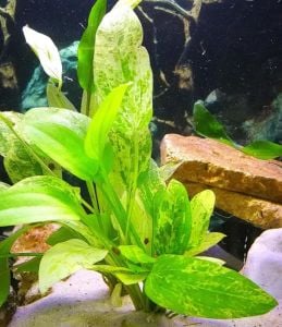 Echinodorus cordifolius marble queen İTHAL BUKET