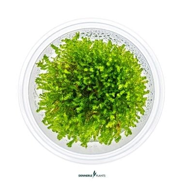 Dennerle Plants - Vesicularia ferriei Weeping Moss PLANTIT! In Vitro Cup