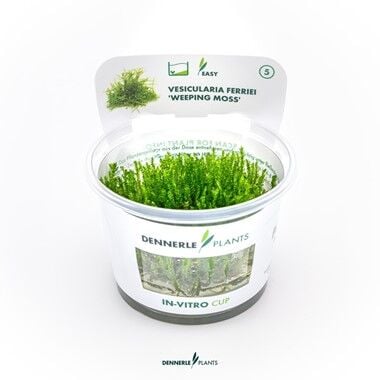 Dennerle Plants - Vesicularia ferriei Weeping Moss PLANTIT! In Vitro Cup