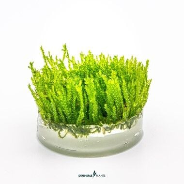 Dennerle Plants - Vesicularia ferriei Weeping Moss PLANTIT! In Vitro Cup