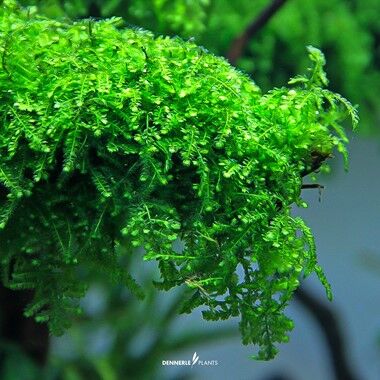 Dennerle Plants - Vesicularia ferriei Weeping Moss PLANTIT! In Vitro Cup