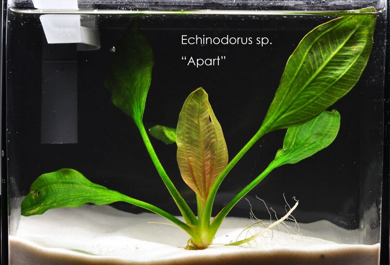 Echinodorus apart ADET - ÖN SİPARİŞ