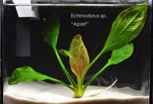 Echinodorus apart ADET - ÖN SİPARİŞ