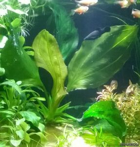 Echinodorus apart ADET - ÖN SİPARİŞ