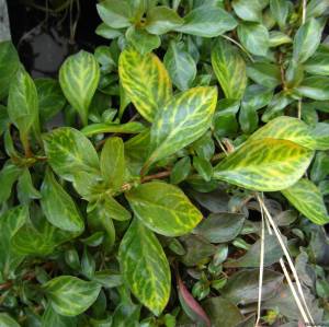 Ludwigia atlantis BUKET