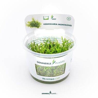 Dennerle Plants - Vesicularia montagnei Christmas PLANTIT! In Vitro Cup