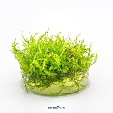 Dennerle Plants - Vesicularia montagnei Christmas PLANTIT! In Vitro Cup