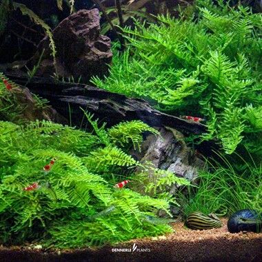 Dennerle Plants - Vesicularia montagnei Christmas PLANTIT! In Vitro Cup