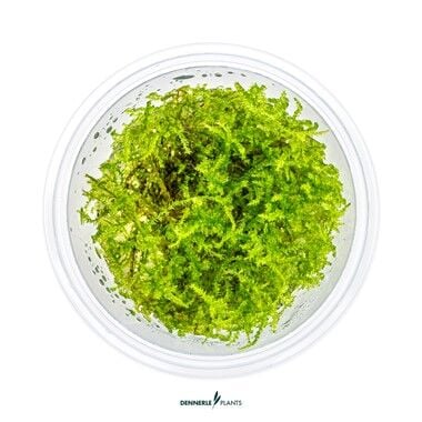 Dennerle Plants - Vesicularia montagnei Christmas PLANTIT! In Vitro Cup