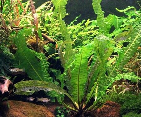 Dennerle Plants - Aponogeton boivinianus BULB