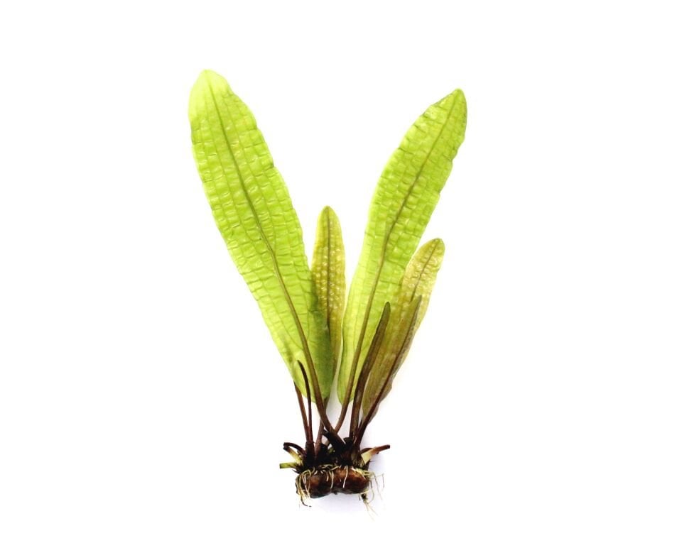 Dennerle Plants - Aponogeton boivinianus BULB