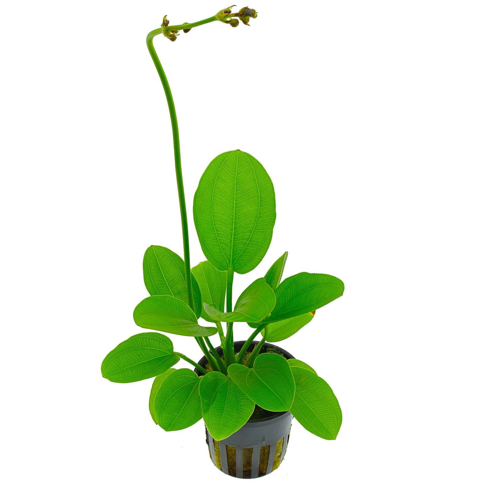 Echinodorus aquartica ADET - ÖN SİPARİŞ