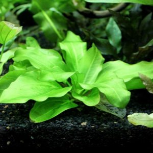 Echinodorus aquartica ADET - ÖN SİPARİŞ
