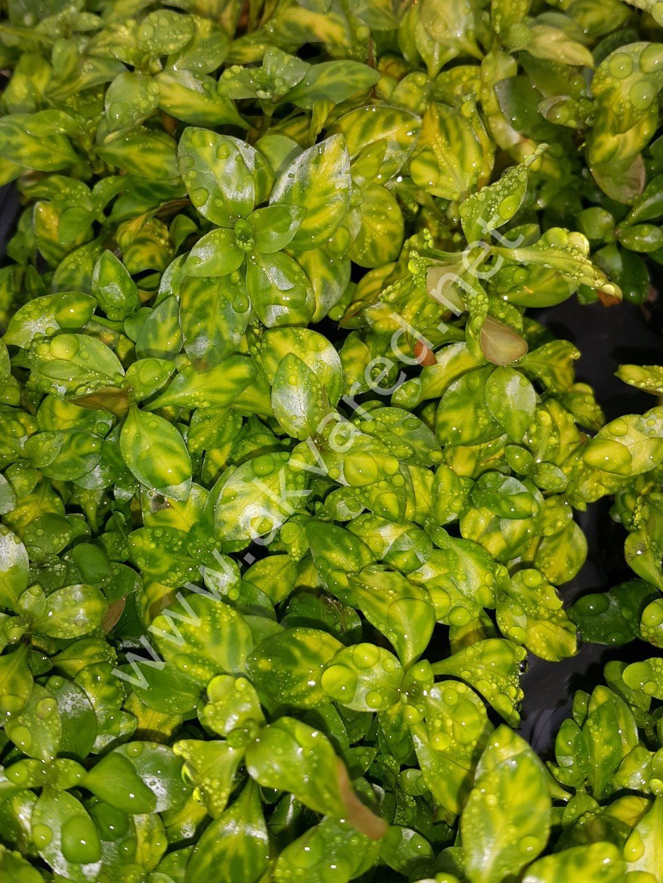 Ludwigia atlantis ADET