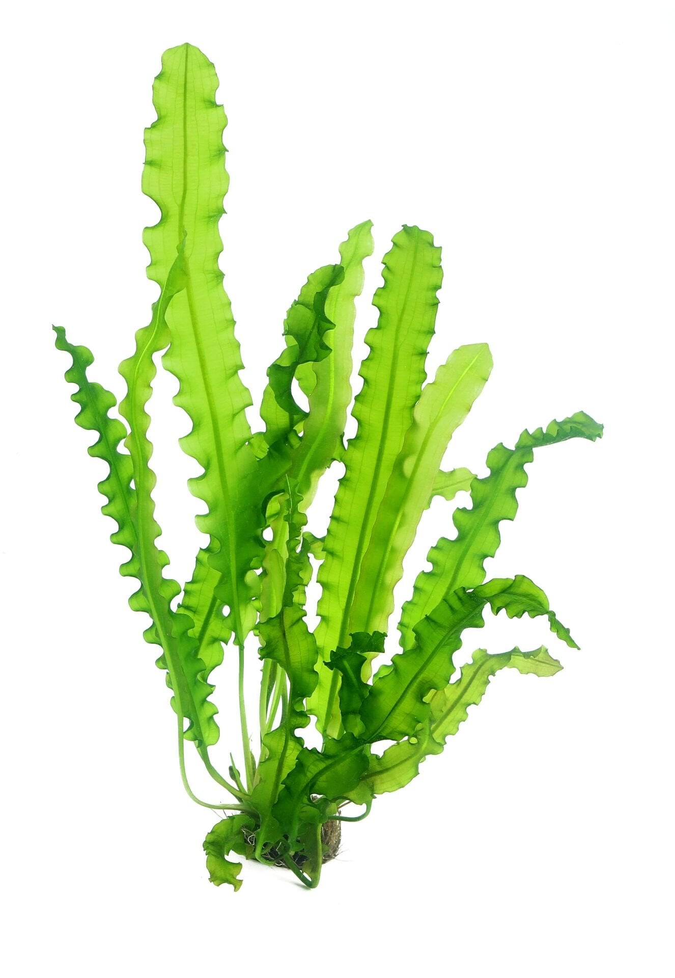 Dennerle Plants - Aponogeton longiplumulosus BULB