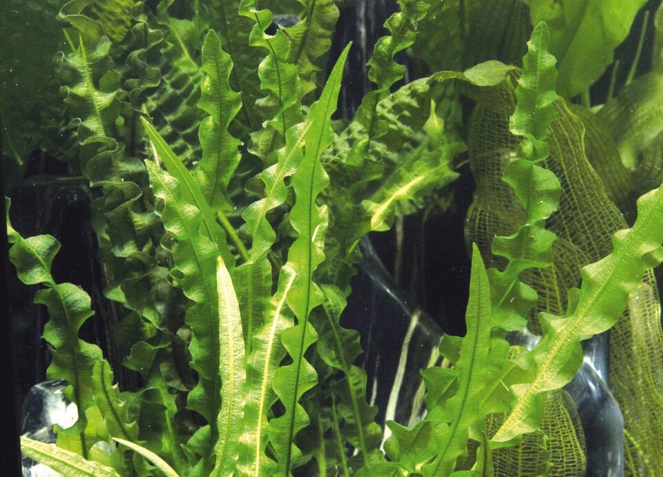 Dennerle Plants - Aponogeton longiplumulosus BULB