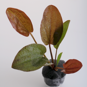 Echinodorus arjuna ADET - ÖN SİPARİŞ