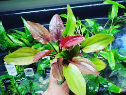 Echinodorus arjuna ADET - ÖN SİPARİŞ
