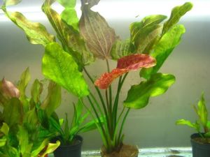 Echinodorus arjuna ADET - ÖN SİPARİŞ