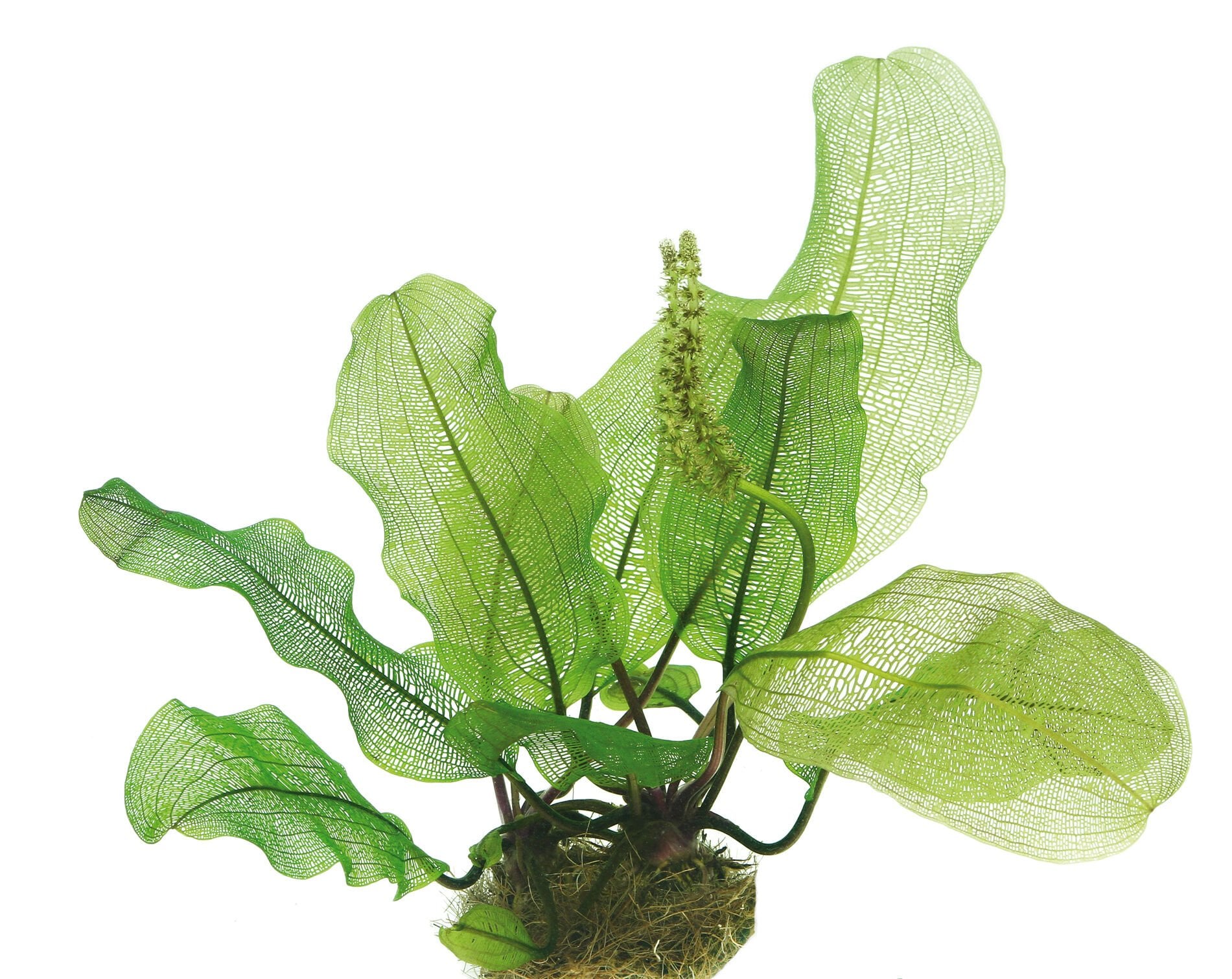 Dennerle Plants - Aponogeton madagascariensis BULB