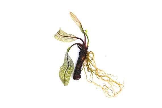 Dennerle Plants - Aponogeton madagascariensis BULB