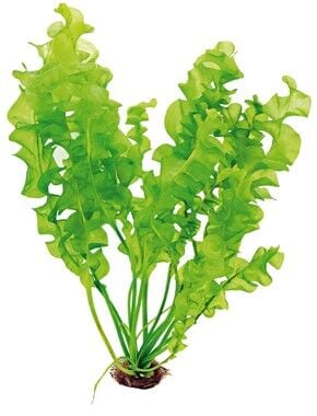 Dennerle Plants - Aponogeton ulvaceus BULB