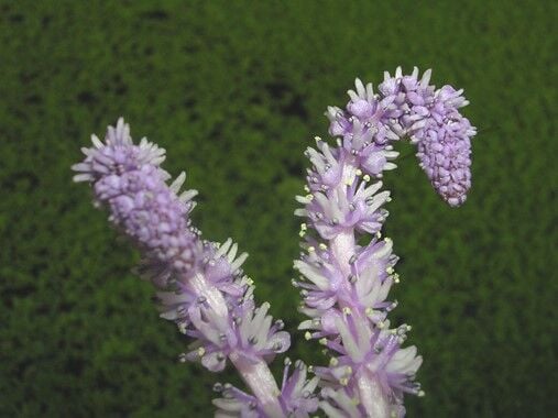 Dennerle Plants - Aponogeton ulvaceus BULB