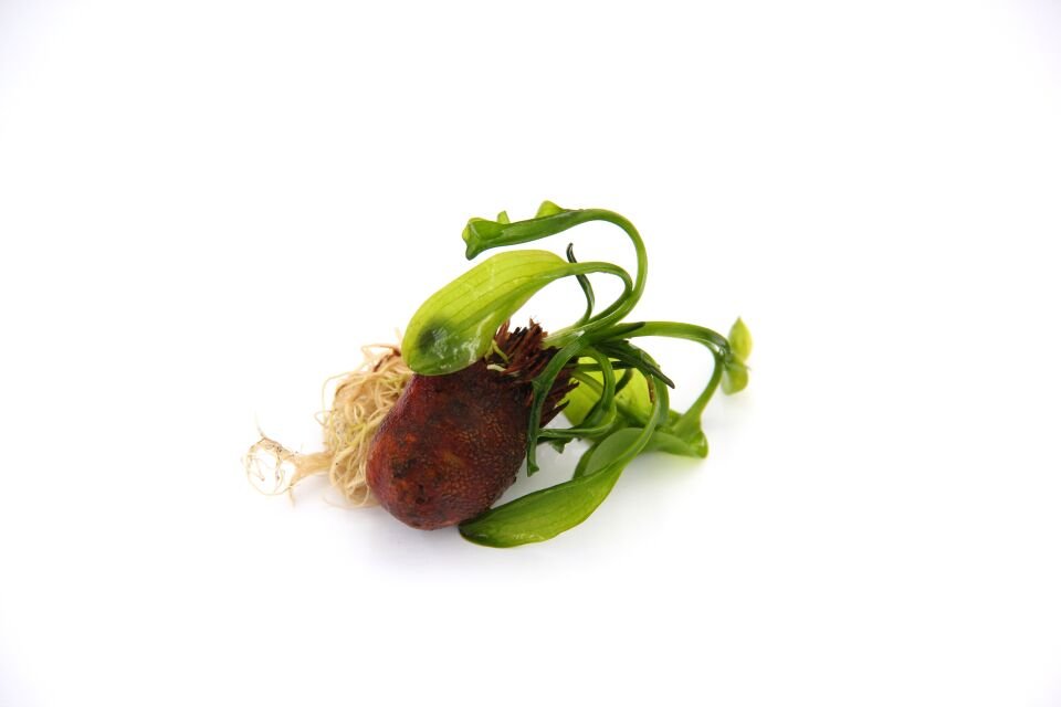 Dennerle Plants - Aponogeton ulvaceus BULB