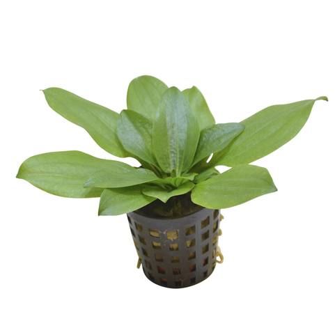 Echinodorus gabrieli ADET - ÖN SİPARİŞ