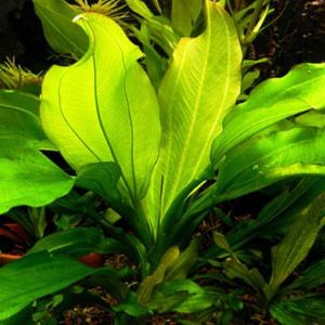 Echinodorus gabrieli ADET - ÖN SİPARİŞ