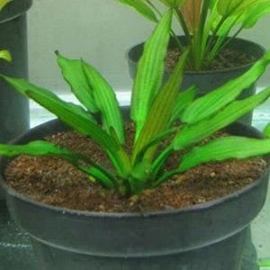 Echinodorus green spike ADET - ÖN SİPARİŞ