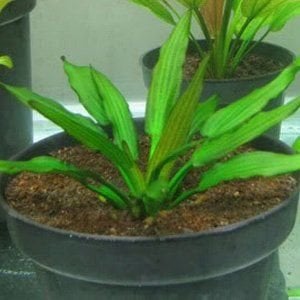 Echinodorus green spike ADET - ÖN SİPARİŞ