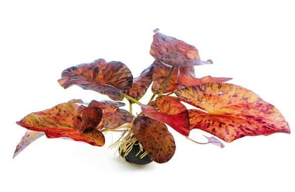 Dennerle Plants - Nymphaea lotus Red BULB