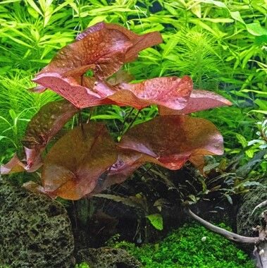 Dennerle Plants - Nymphaea lotus Red BULB