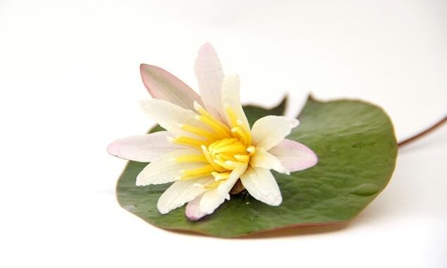 Dennerle Plants - Nymphaea lotus Red BULB