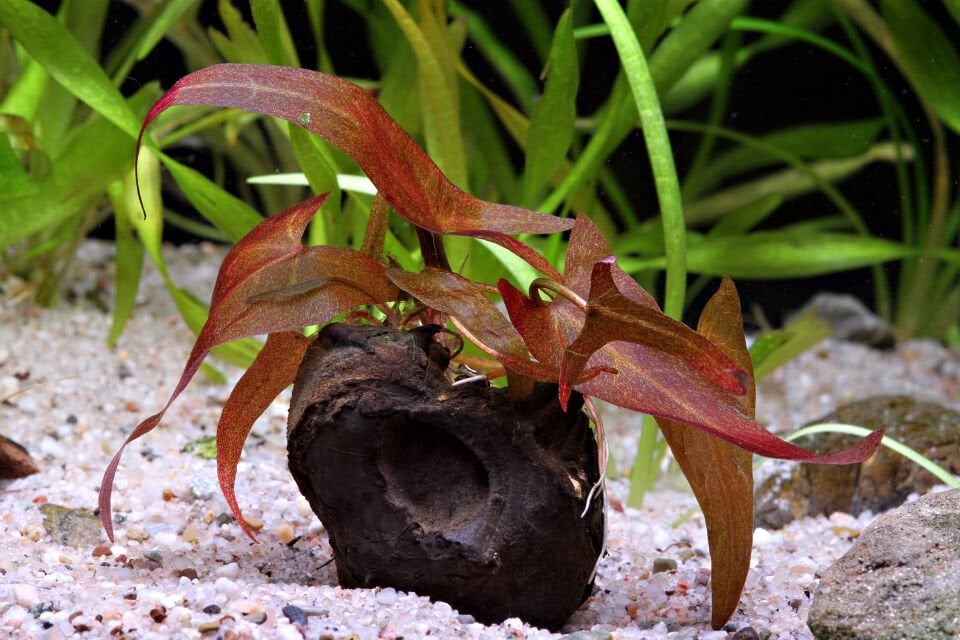 Dennerle Plants - Nymphaea lotus Red BULB