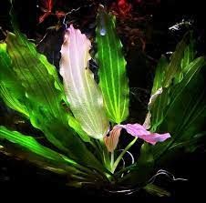 Echinodorus light flame ADET - ÖN SİPARİŞ