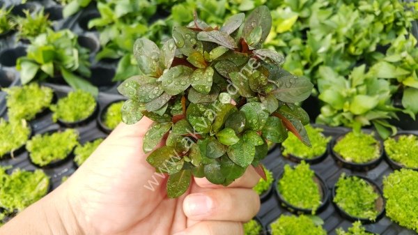 Ludwigia diamond EXVITRO
