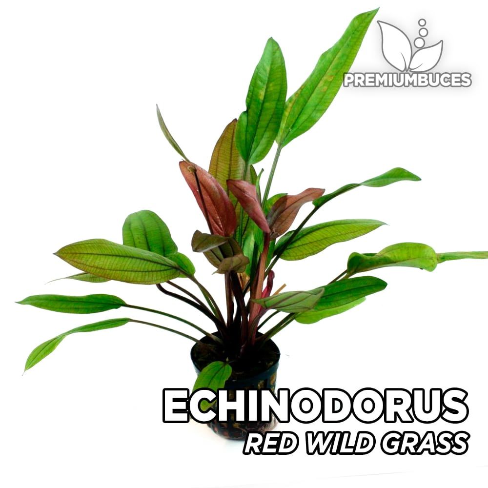 Echinodorus red wild grass ADET - ÖN SİPARİŞ