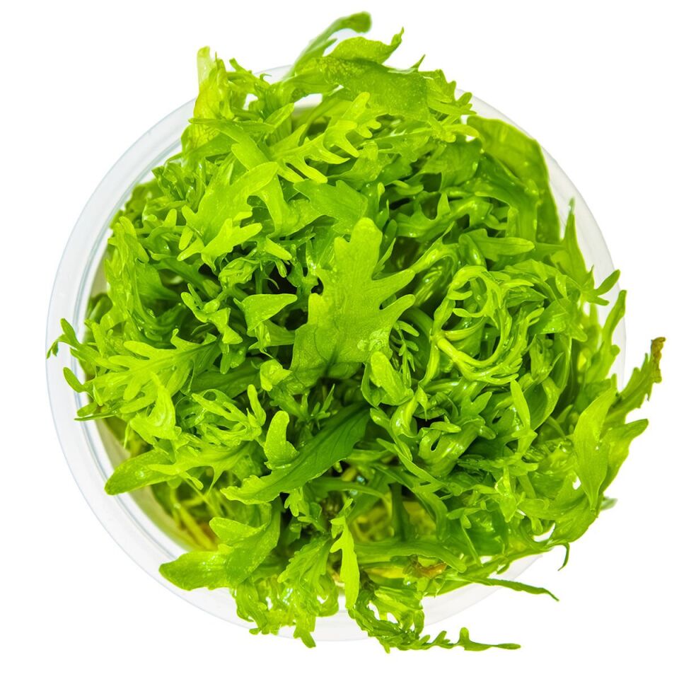 Hygrophila odora IN VITRO