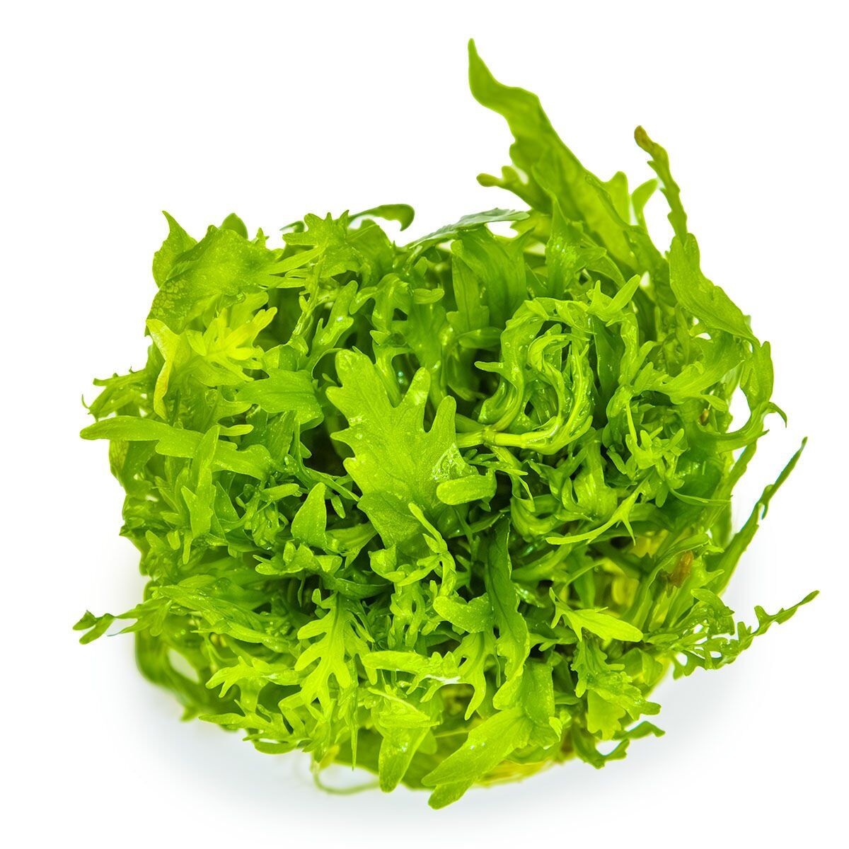 Hygrophila odora IN VITRO