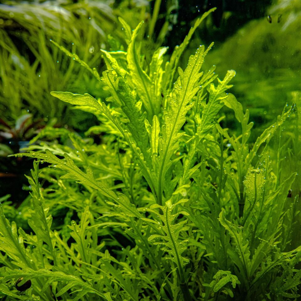 Hygrophila odora IN VITRO