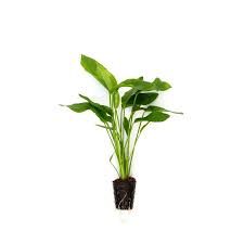 Echinodorus T18 ADET - ÖN SİPARİŞ