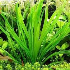 Echinodorus uruguayensis tricolor ADET - APC ÖN SİPARİŞ
